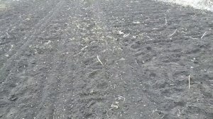 Посев гороха 2021 год