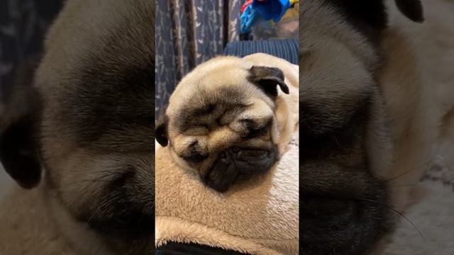 | I’M SO TIRED! | Pangpang the Pug 2021 | Cute pug sounds ASMR |