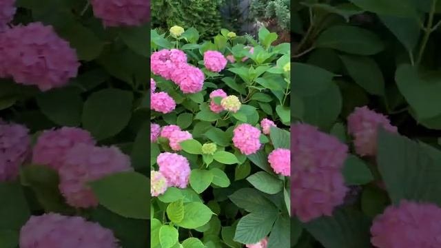 Гортензия крупнолистная  в подмосковье