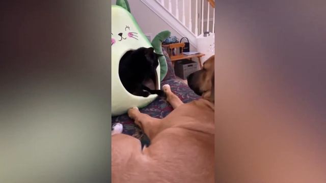 ПРИКОЛЫ С ЖИВОТНЫМИ/СМЕШНЫЕ ЖИВОТНЫЕ 🐯/ЛУЧШИЕ ПРИКОЛЫ С КОТАМИ🐱/ПРИКОЛЫ 2022🤣 смотреть онлайн