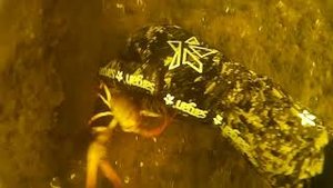 ЛОВЛЯ РАКОВ РУКАМИ ОЗЕРО ЛОСВИДО БОЛЬШОЕ , ВИТЕБСК.Catching crayfish with my hands.mp4
