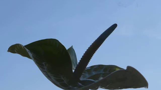 Petros Gaitanos - O! Glyki Mou Ear - Pascha - White Anthurium - 12-04-2015 смотреть онлайн