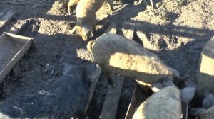 Венгерская мангалица ест куринные патраха