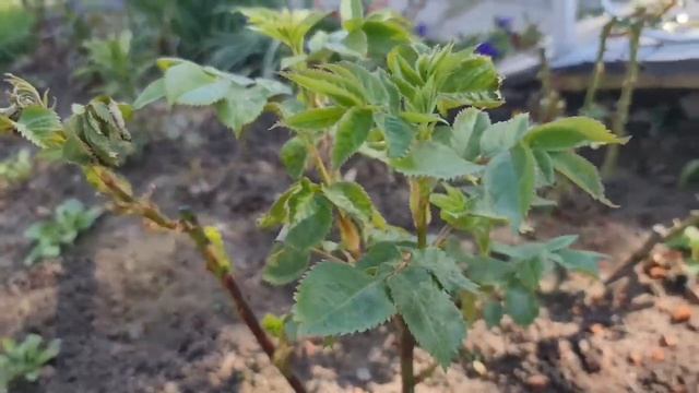 ЭТО УЖАС! Розы ПОВЕСИЛИ ПОБЕГИ после заморозков! Что делать и как СПАСТИ! смотреть онлайн