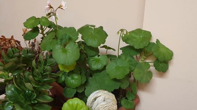 Можно ли выращивать герань на лестничной площадке зимой? Наш опыт и результат смотреть онлайн