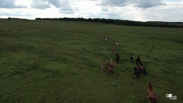 Захватывающий вид лошадей, бегущих по полю в отдаленной сибирской деревне