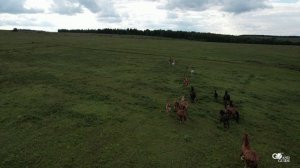 Захватывающий вид лошадей, бегущих по полю в отдаленной сибирской деревне
