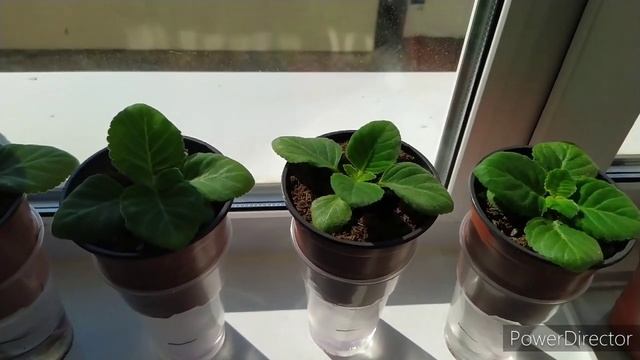 ГЛОКСИНИИ НА ФИТИЛЬНОМ ПОЛИВЕ смотреть онлайн