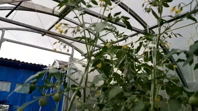 Томаты черри вишенка черная и черри оливка - мои фавориты. смотреть онлайн