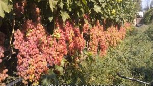 Виноград для Подмосковья