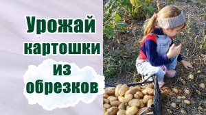 Картофель из обрезков .Урожай картошки. Выращиваем картофель под соломой. #картофельподсоломой