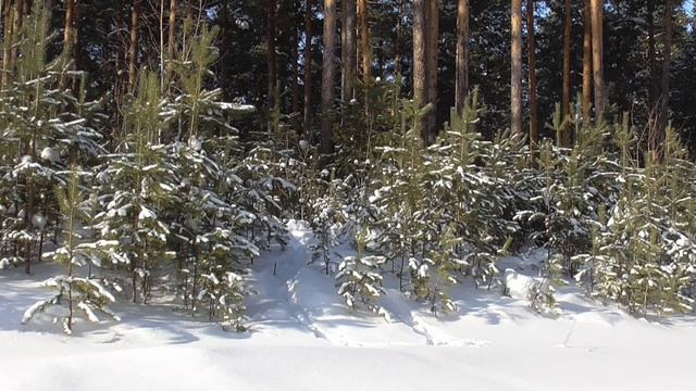 Божественное развитие мышц при патологических нарушениях внутреннего строения  2 часть