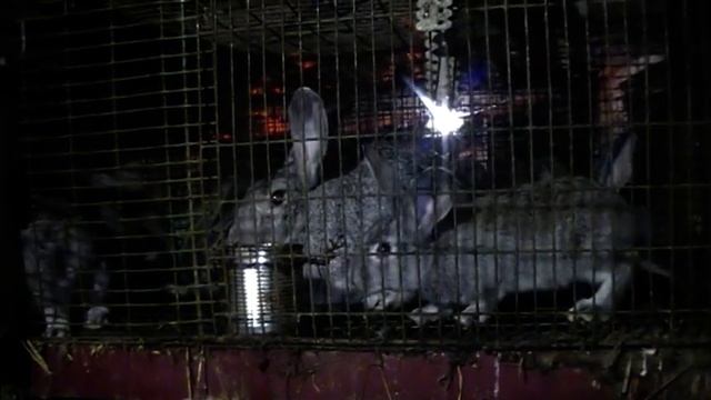 Породы кроликов, что выбрать? смотреть онлайн