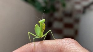 Звук кузнечика / Стрекотание кузнечика / The sound of a grasshopper chirping / Звук издаёт кузнечик