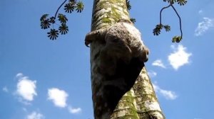 Трёхпалый ленивец на Коста-Рике