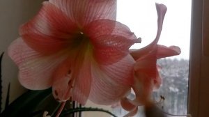 ГИППЕАСТРУМ: ЦВЕТЕНИЕ И ОПЫЛЕНИЕ