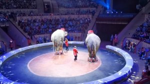 Цирк на фонтанке - Итальянский цирк Togni