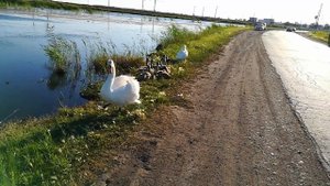 Петропавловск, Мамлютка, лебеди...