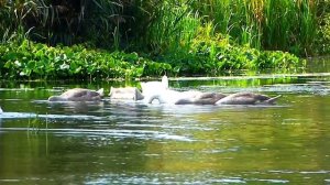 Футаж Лебединый Танец. Красивые Лебеди Изгибают Шеи. Футажи для видеомонтажа. Видеофутажи