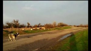?Зачем коза? в стаде овец?.
