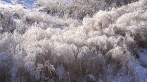 Plant Miscanthus Grass For Deer?