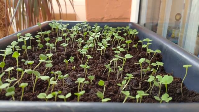 Микрозелень растет смотреть онлайн