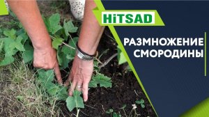 Размножение Смородины Горизонтальными Отводки \ Пришпиливание Куста Советы От Хитсад ТВ смородина