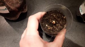 Зизифус из семян #2