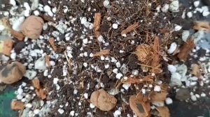 ВЫРАЩИВАНИЕ АНТУРИУМА * ГРУНТ