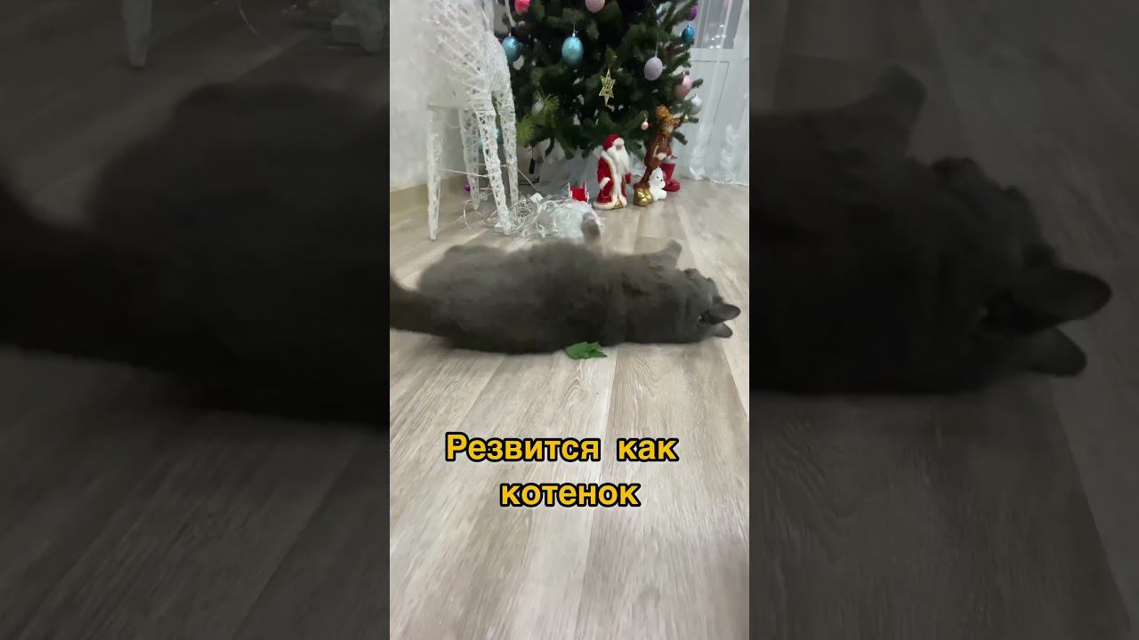 Кот наркоман - горе в семье  #микрозелень #огородкруглыйгод #кошачьямята