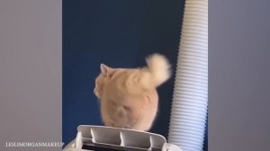 животные заставляют улыбнуться