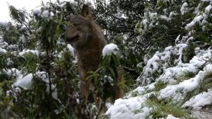 Звуки волков. Тропой волка. Жизнь ? в дикой природе.