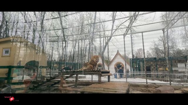 Зоопарк Мадагаскар Нижний Новгород Сормовский парк смотреть онлайн