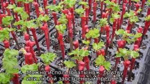 Размножение винограда