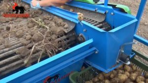 Уборка картофеля комбайном Krukowiak Pyrus | Potato harvesting with the Krukowiak Pyrus combine