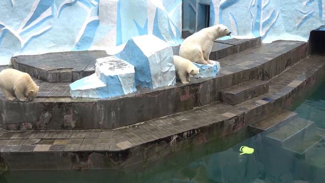 Белка трется около мамы, а Стрелка играет с лейкой. 21.08.2023 смотреть онлайн