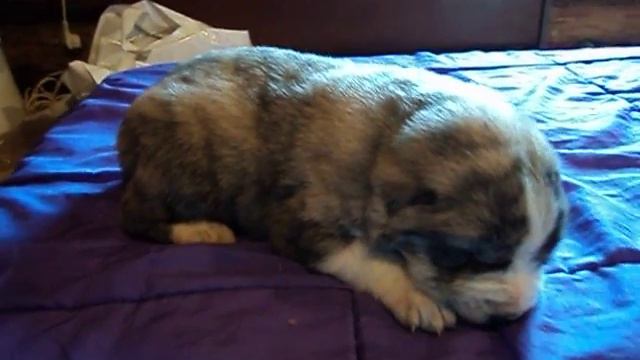 Щенок алабай смотреть онлайн