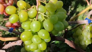 Виноград Классик . Гибридная форма С.И. Криули
