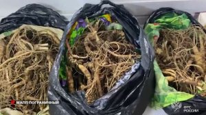 Корни женьшеня стоимостью более 3,5 млн рублей обнаружили у гражданина КНР.