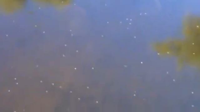 Карпы Озёрные!!! смотреть онлайн