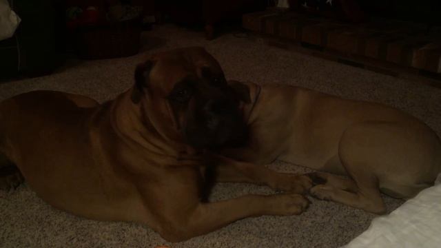 Max and Harper Playtime 2/9/16 смотреть онлайн