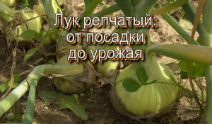 ЛУК РЕПЧАТЫЙ - от посадки до урожая