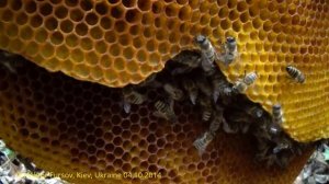 Wild Honeybee Nest Was Found in Forest, Kiev, Ukraine and Moved to Apiary.