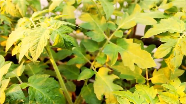 Томат- Биологические методы защиты растений в закрытом грунте смотреть онлайн