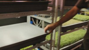 МИКРОЗЕЛЕНЬ КАПУСТЫ / ПОСАДКА И ВЫРАЩИВАНИЕ / РЕАЛЬНЫЙ ОПЫТ