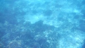 Симиланские острова: рыба-игла (by ste4kin)