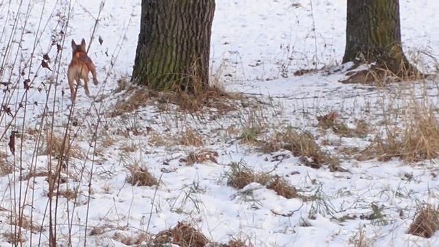 Минибуль Данчик возомнил себя великим охотником за мышами ) Прыжки бультерьера.