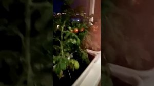 Томаты Балконное чудо, 19.08.2019