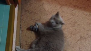 Кот британский видео. Породистые большие коты