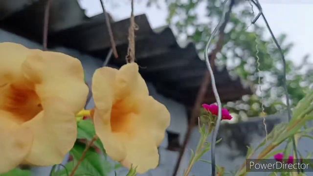 All types of winter flowers in my garden।। Enjoy beautiful winter flowers।। Flower beauty।।